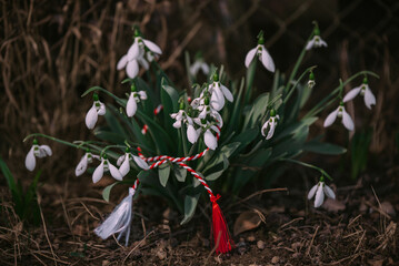 Natural spring trinket. Decorated garden snowdrop for the spring festival. Galanthus plicatus...