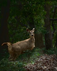 A Sambar Deer looking at the camera seen in the jungles of Jim Corbett National PArk 
