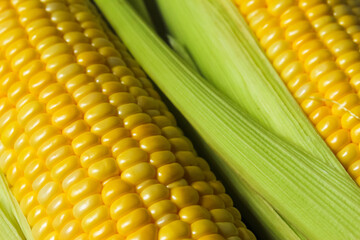 close up of corn