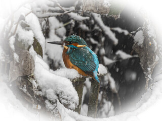 Eisvogel im Schneegestöber