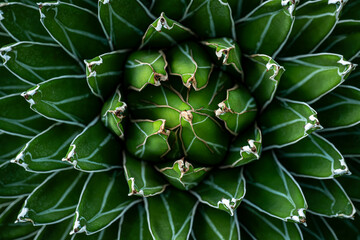 agave cactus, topview, abstract natural pattern background, green toned
