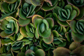 Kalanchoe pinnata plant  abstract background