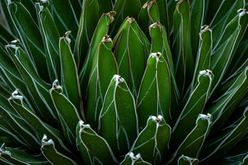 side view close up of agave cactus, abstract natural pattern background, green toned