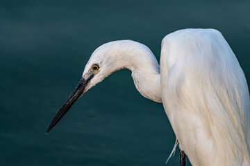 white egret head with blue water background
