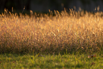 grass field sunset, golden sunlight