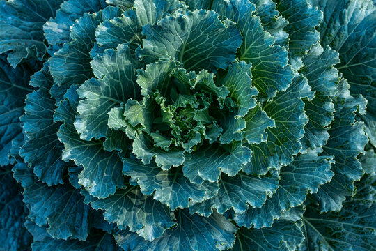 topview of green cabbage. vegetable, superfood, abtract background
