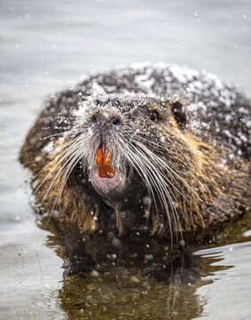 Nutrian zeigt Z&auml;hne