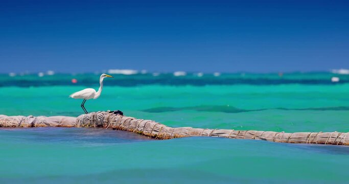 White heron standing over waves of caribbean sea and looking for a fish 4k video