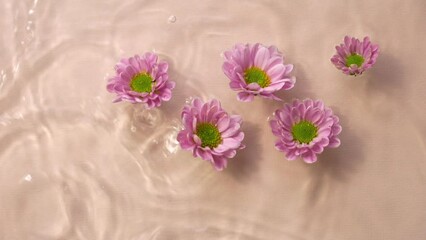 Top view pink chrysanthemum flowers with falling drops and diverging circles of water on peach water surface background