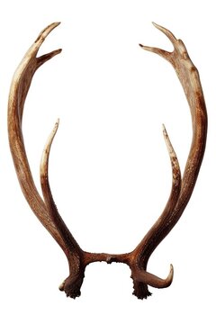 Two antlers captured in a close-up shot against a clean white background. Perfect for nature enthusiasts or those looking to add a touch of rustic charm to their designs