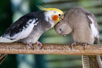 Couple de perruches en pleine tendresse