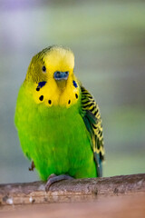 Portrait d'une perruche