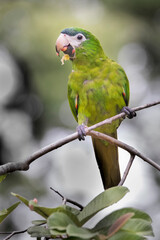 Brazilian Savannah Bird
The birds of Brazil are very beautiful and have many colors.