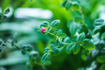 Roses are a symbol of pure love of youth, everyone has the blood of love flowing through their bodies