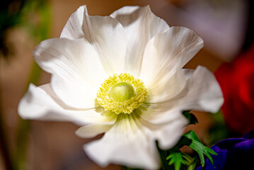 This is a macro photo of a single white flower.