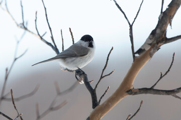 Marsh Tit