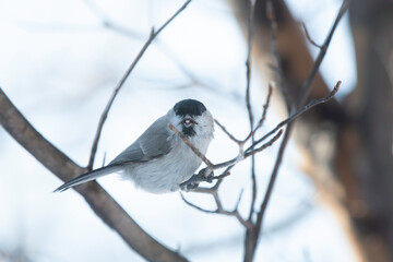 Front face of Marsh Tit
