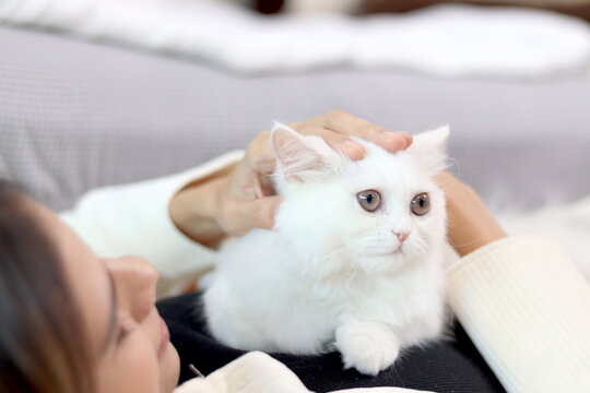 Cute white Persian cat sitting on owner woman, happy fluffy pet comfortably sitting on chest of female who lying on sofa in living room, girl gentle playing with her adorable long hair kitty with love