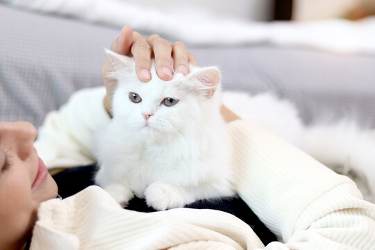 Cute white Persian cat sitting on owner woman, happy fluffy pet comfortably sitting on chest of female who lying on sofa in living room, girl gentle playing with her adorable long hair kitty with love