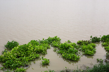 Water hyacinth is a floating plant that grows in rivers, canals or ponds. Pontederia crassipes. Eichornia crassipes.