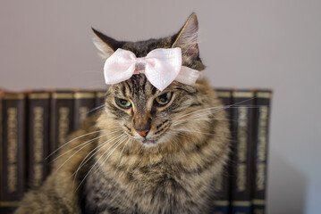 Portrait of cat with pink bow on the head. Concept of pet care.
