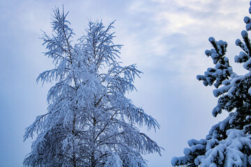 snow covered tree