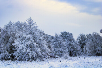 snow covered trees