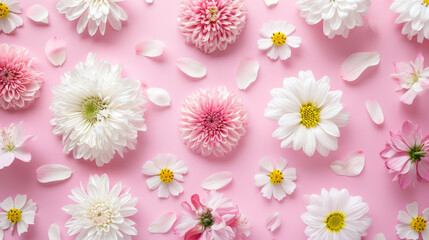 Several white and pink flowers - daisies, chrysanthemums, cherry blossom, on a seamless pastel pink background. Top view. Flat lay.