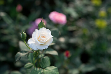 Top view of beautiful white rose and bud growing outdoors. Close-up white rose in garden with blurred background copy space.