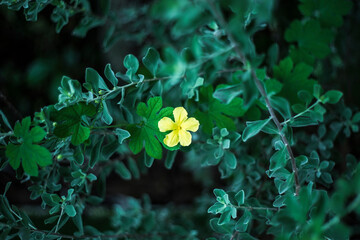 this type of flower is not available in the summer. Sometimes it has a scent that is used to make...