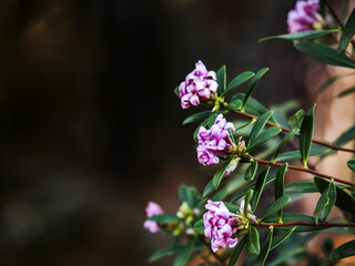 Close-up of purple shrub flowers with green leaves of Daphne, Stellera and other family...