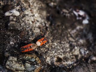 Close-up of mating insects black and red bug Lygaeus equestris on a stone. View from above. Copy space
