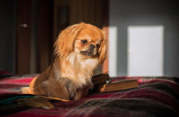 Little cute teenage dog at cozy home lain in plaid. Doggo lifestyle, adoption concept