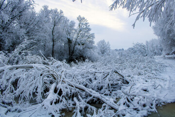 snow covered trees
