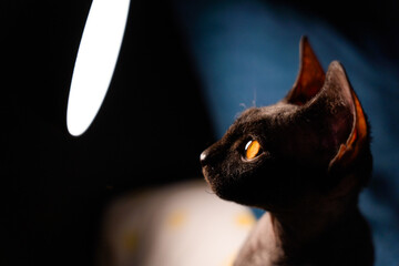 Beautiful Sphynx kitten is hypnotized by a lamp illuminating its powerful and expressive eyes and...