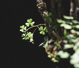 Trifolium grows well in a variety of soils and climates; Trifolium is suitable for creating grazing lands or improving land. Trifolium except on some calcium-rich soils, Trifolium has extremely errati