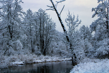 trees in the snow