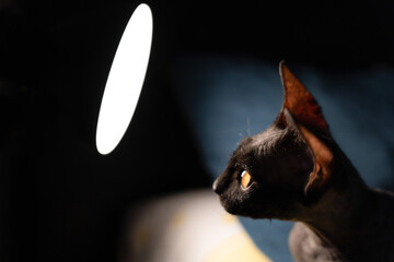 Sphynx kitty cat looks curiously at a spotlight that illuminates it, highlighting its large ears...