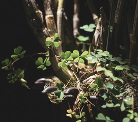 Trifolium grows well in a variety of soils and climates; Trifolium is suitable for creating grazing...