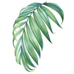 Beautiful green palm leaf on isolated white background, watercolor summer flora design. Botanical painting, hand drawing