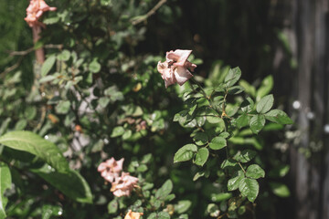 those that bloom at noon have a darker color, in the afternoon the color is more beautiful and the thickness is more.
Close-up of woman holding pink rose