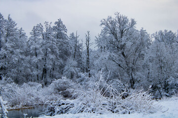 snow covered trees in the forest