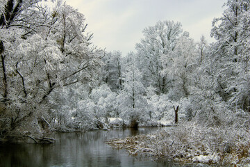 snow covered trees