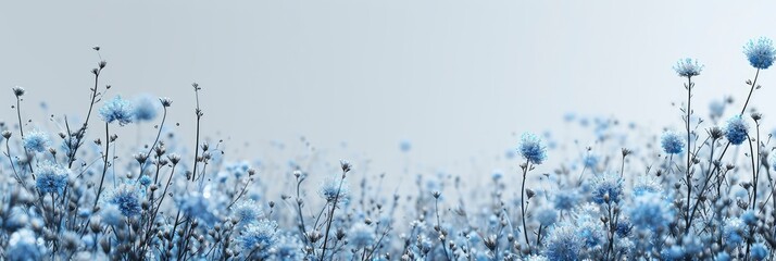  Blue Wildflowers Against Gray Sky, Banner Image For Website, Background, Desktop Wallpaper