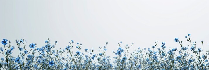  Blue Wildflowers Against Gray Sky, Banner Image For Website, Background, Desktop Wallpaper