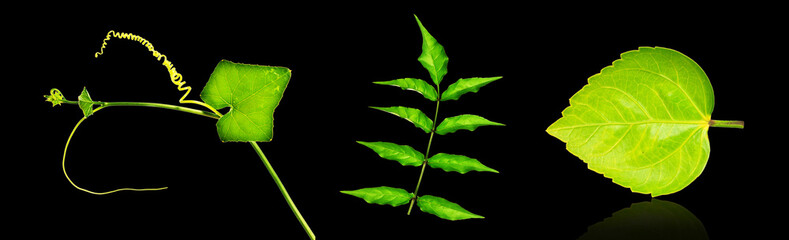 Green leaves on a black background