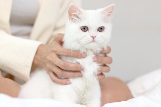 Cute white Persian cat comfortably sitting on withe bed, happy fluffy pet being gently touching with love by owner in bedroom. Adorable long hair kitty with woman owner relaxing at home.