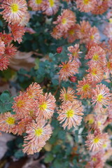 A ton of pastel orange flowers of spoon Chrysanthemums  in October