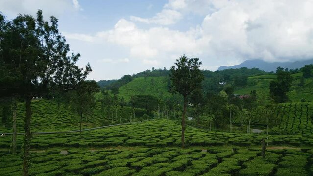 Aerial view of tea plantation, Wayanad, India