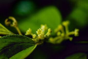  Terminalia catappa is a tree whose leaves fall early in the dry season; Before Terminalia catappa falling, the leaves of Terminalia catappa change color to pinkish red or yellow brown.